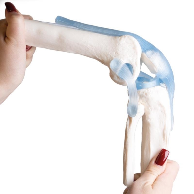 Knee joint model bent at the knee cap